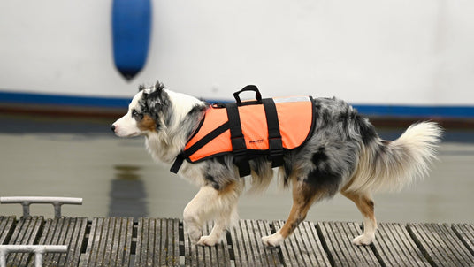 Ein Hund mit mittellangem Fell trägt eine orangefarbene Rettungsweste mit schwarzen Gurten und läuft über einen Holzsteg am Wasser. Im Hintergrund liegt ein Boot mit blau-weißer Bordwand im Hafen.
