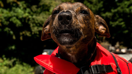 Ein kleiner brauner Hund trägt eine leuchtend rote Rettungsweste und blickt in die Kamera. Im Hintergrund ist verschwommen grüne Natur zu sehen, vermutlich ein Wald oder ein Garten.