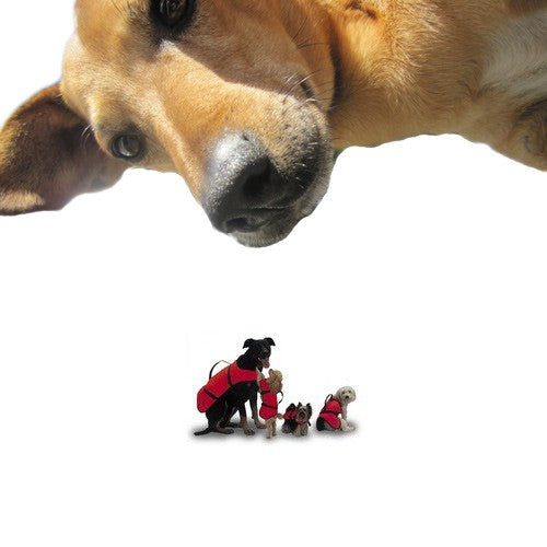 Rettungsweste für Hunde bis 6kg